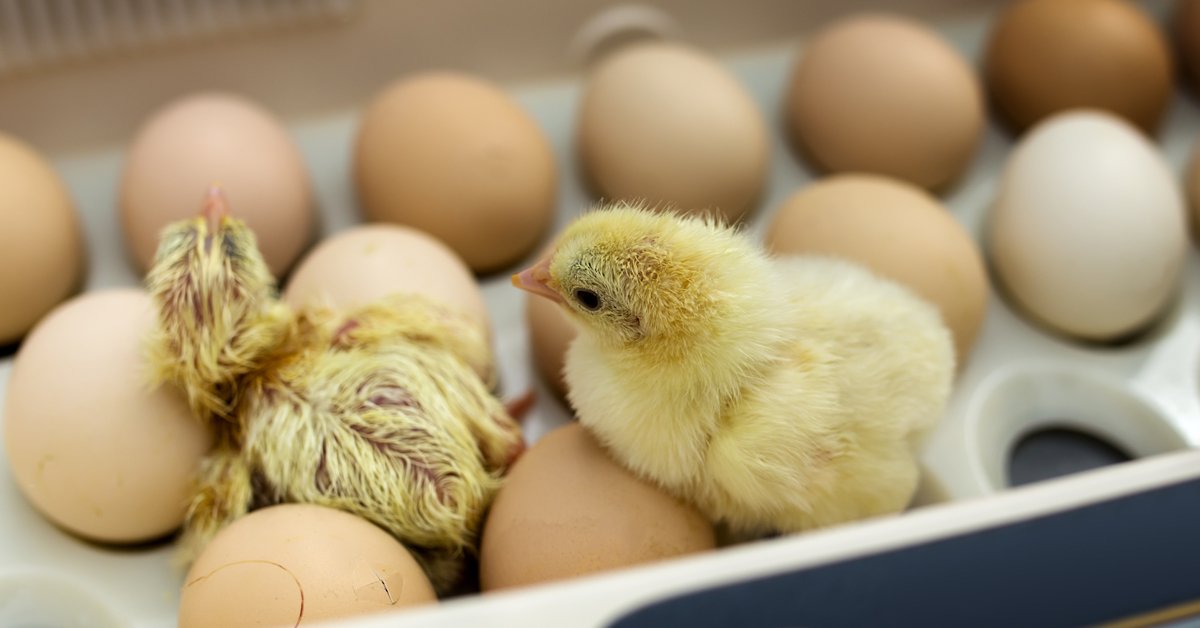 КАК СДЕЛАТЬ ИНКУБАТОР С АВТОМАТИЧЕСКИМ ПЕРЕВОРОТОМ СВОИМИ РУКАМИ.72 Курин�ых и 248 Перепелиных яйца